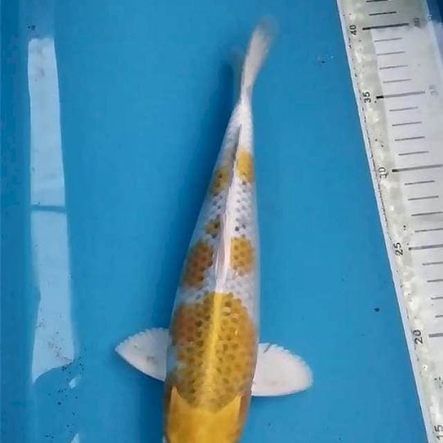 Hariwake