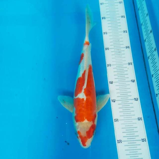 35cm || KOHAKU DOITSU