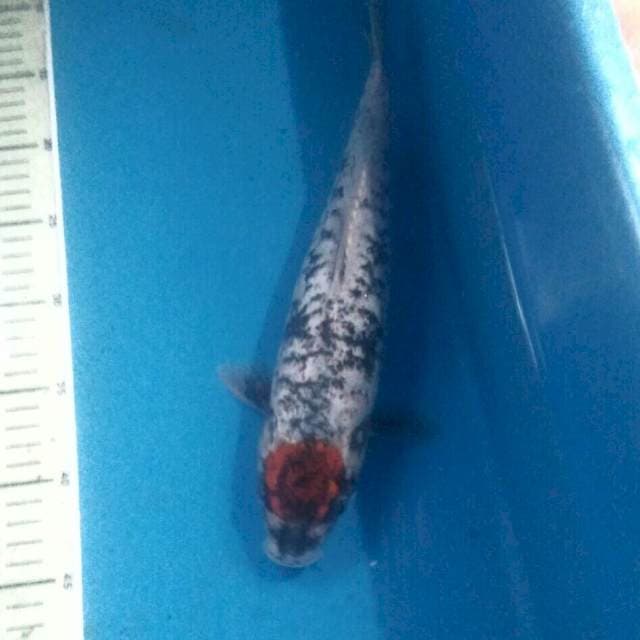 Tancho Matsukawabake, 34 cm