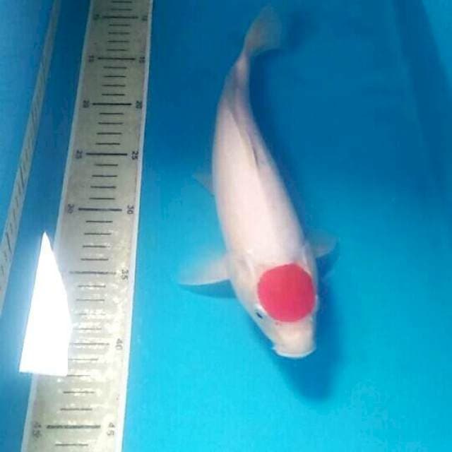 Tancho Kohaku, 30 cm