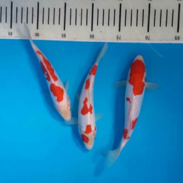 Mix kohaku doits jos