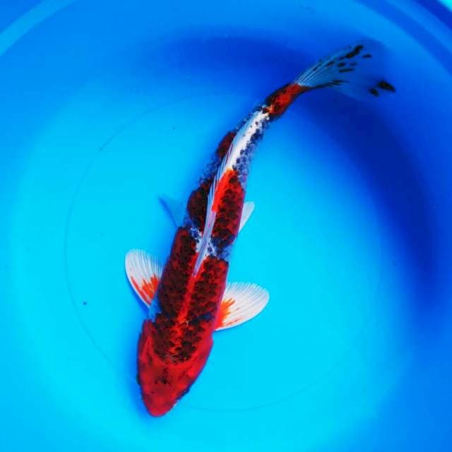 Red kujaku 35cm male