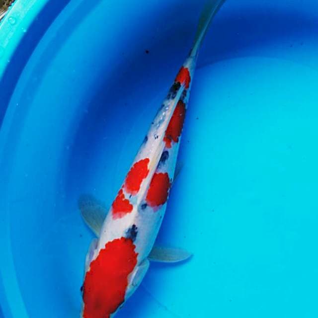 Sanke 30cm male