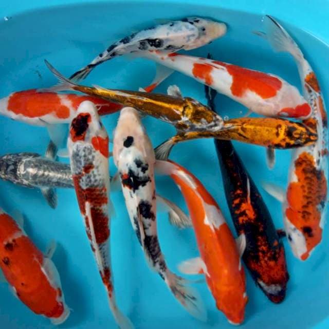 MIX KOI CAMPUR
