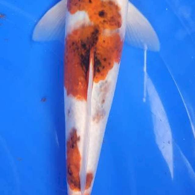GOROMO 24,5cm