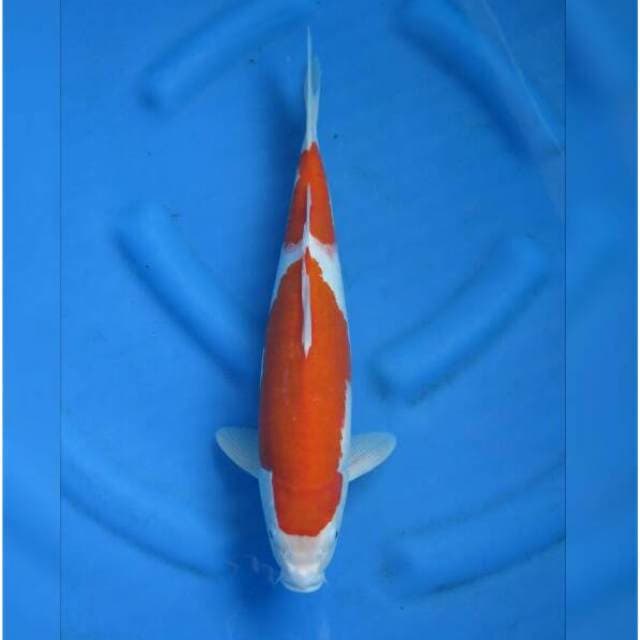 F1 Nidan Kohaku Hq Female 39cm Jumbo Tosai