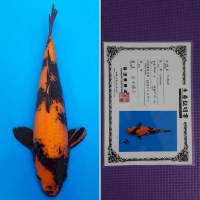 Shinoda hi-utsuri 40cm
