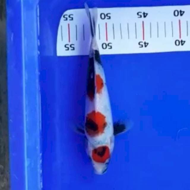 Showa*22cm