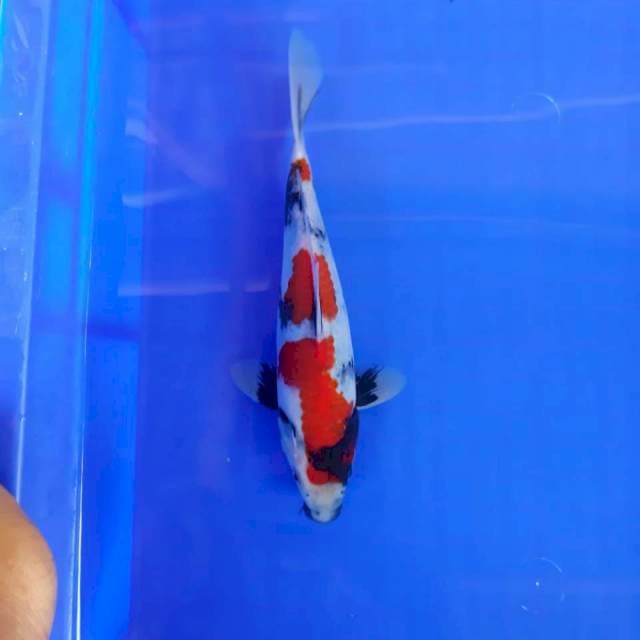 Showa*23cm