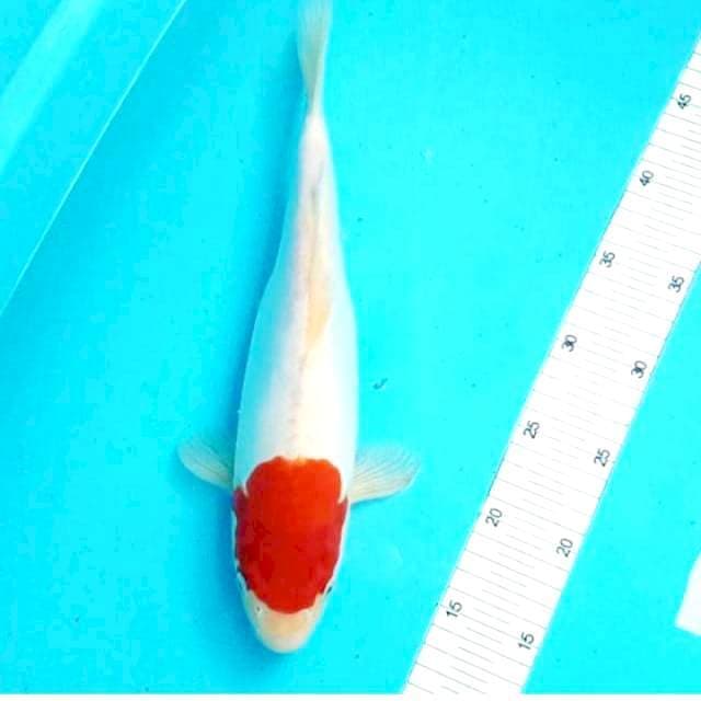 Tancho doit original 35 cm