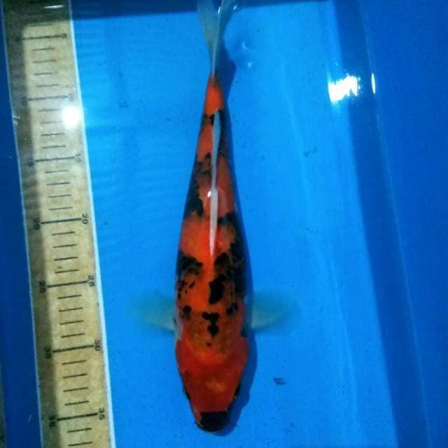 Showa joss 34cm