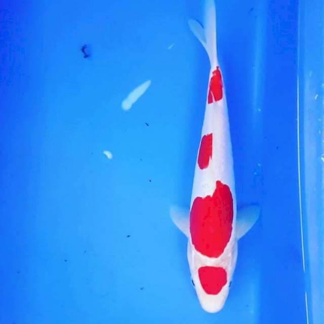 MARUTEN KOHAKU DOITSU 4 STEP