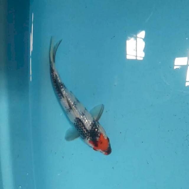 Tancho ORI*20cm ginrin