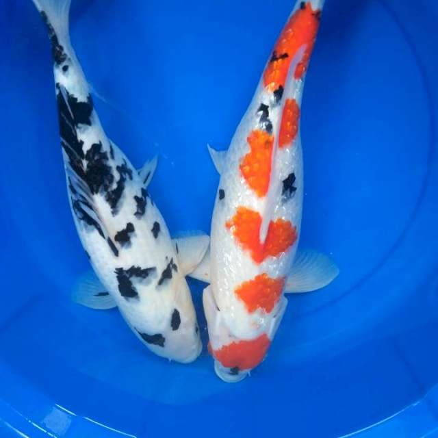 Sk sanke + bekko