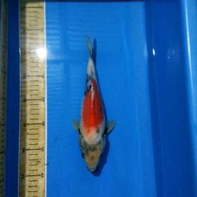 Showa 27cm