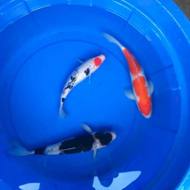 Sk budo mix