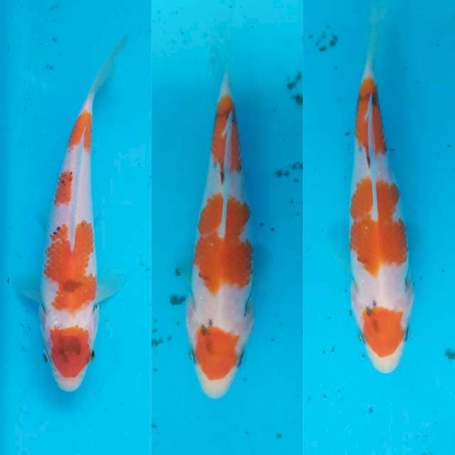 Maruten showa tategoi 13-15cm ori