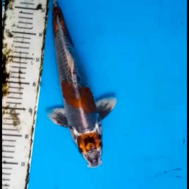 Maruten kikkokuryu 40cm
