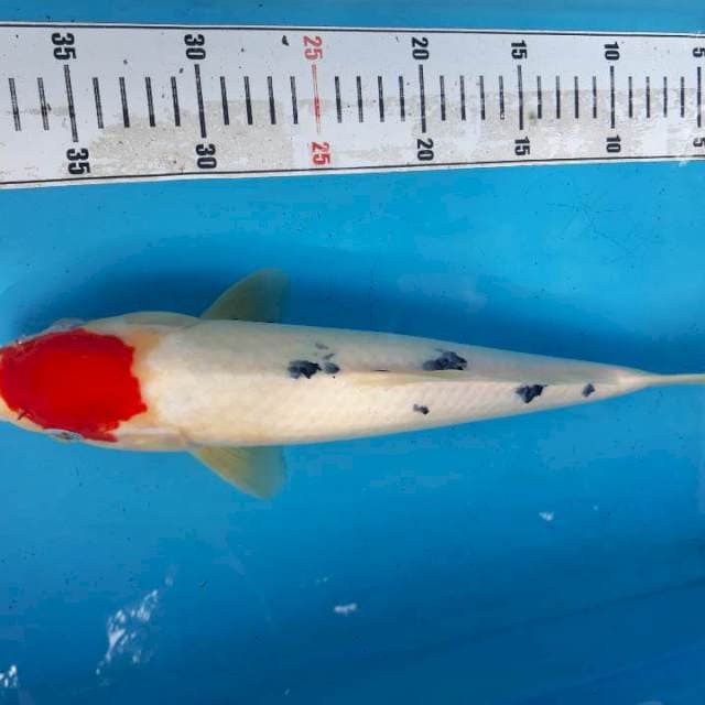 Tanco sanke 35cm