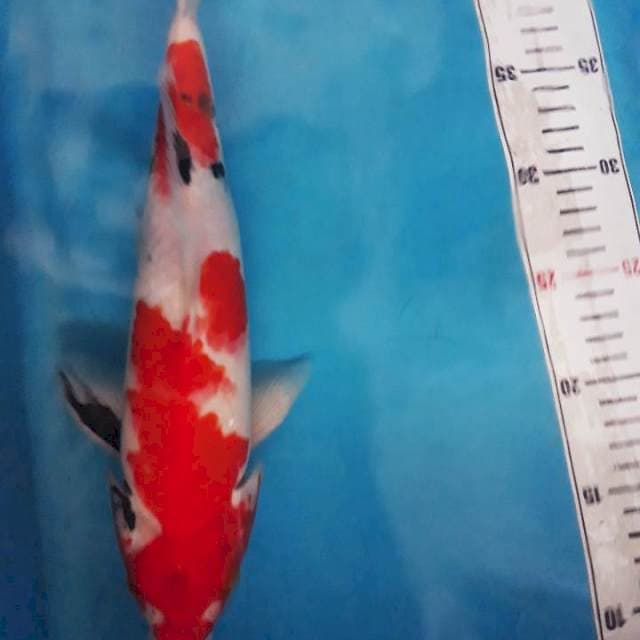 Sanke 32cm