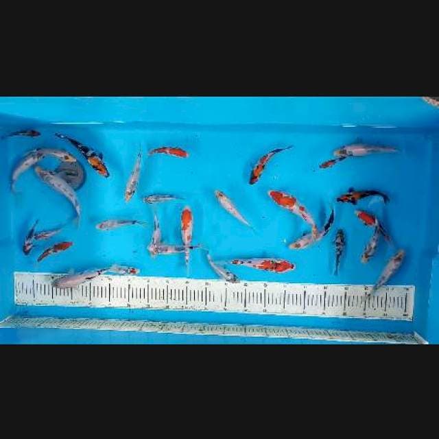 Mix 15-20cm (30ekor)