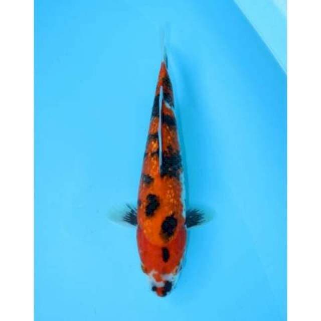 SHOWA GINRIN 27 CM MALE