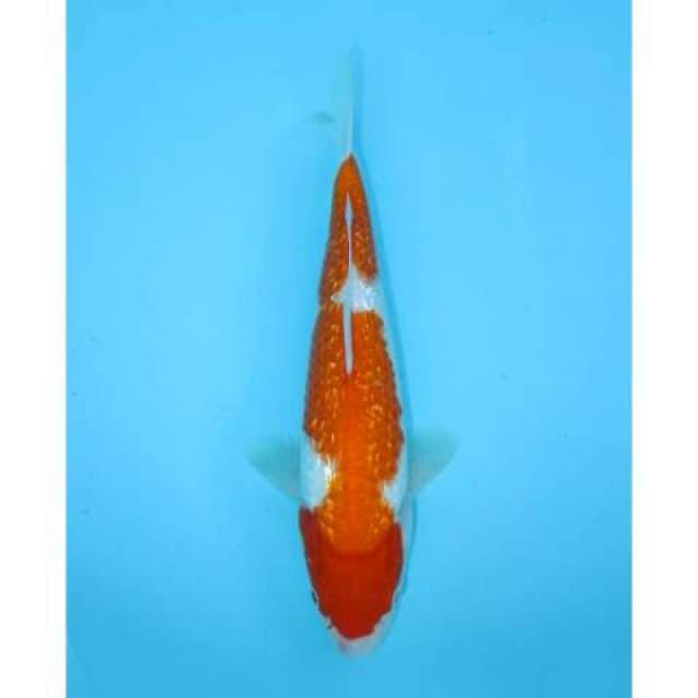 KOHAKU GINRIN 28 CM MALE