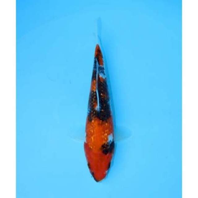 SHOWA GINRIN 25 CM MALE