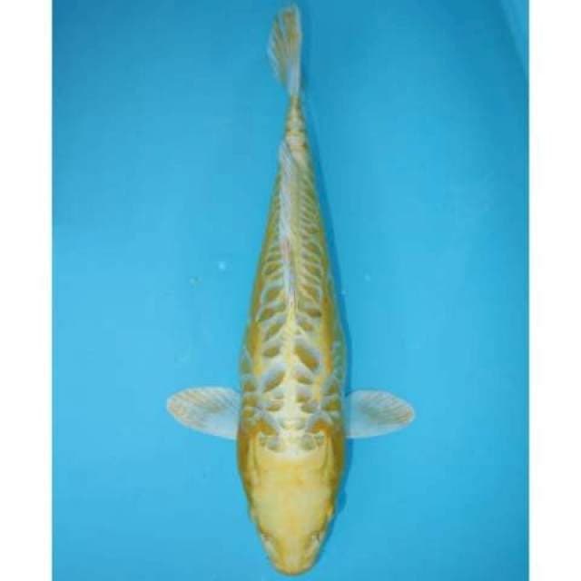 ARAGOKE YAMABUKI OGON 39 CM FEMALE