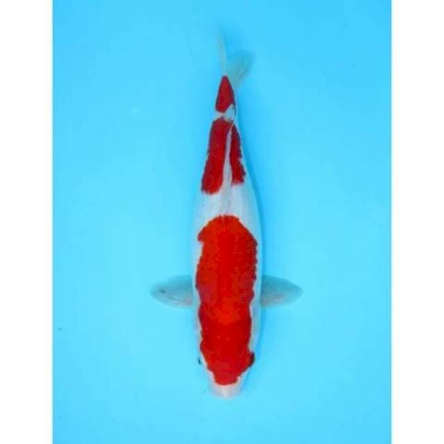 SANDAN KOHAKU 31 CM FEMALE