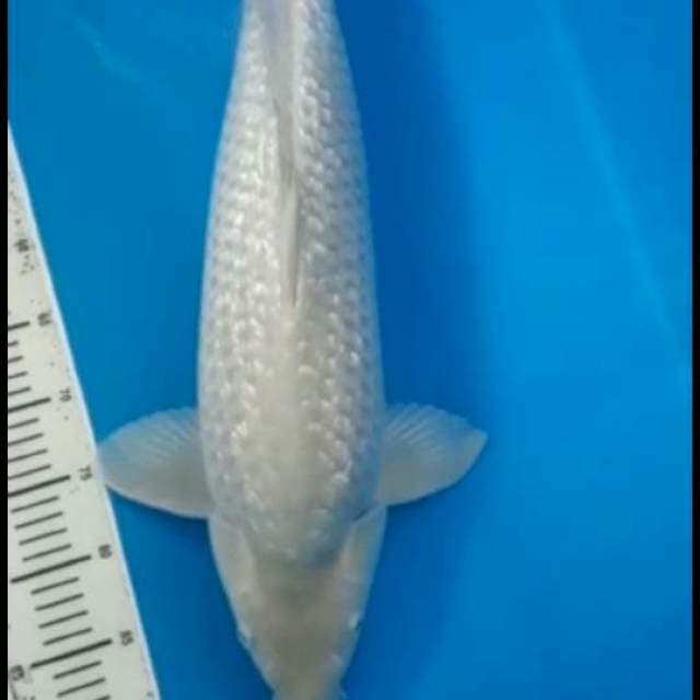 Soragoi jumbo punuk 45cm male