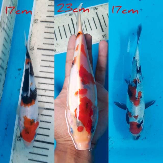 Trio showa 17cm,23cm,17cm ori