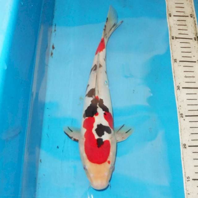 SANKUE