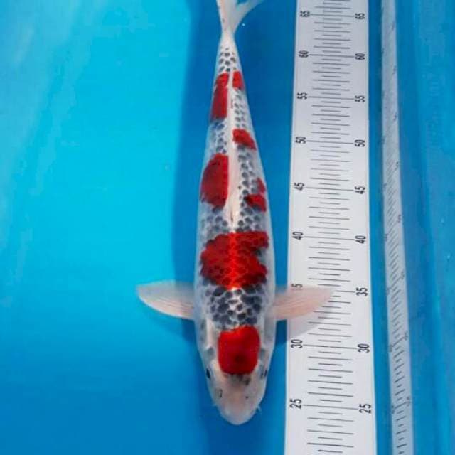 GOSHIKI 45 CM. ORIGINAL