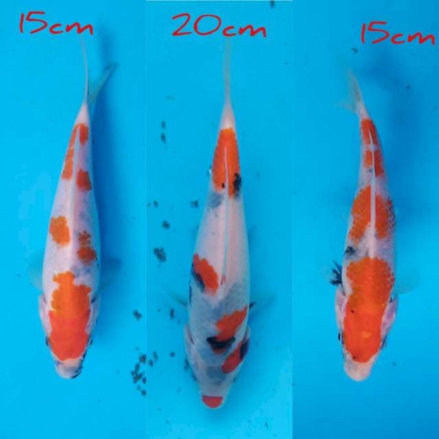 Tiga showa tategoi 15cm,20cm,15cm ori