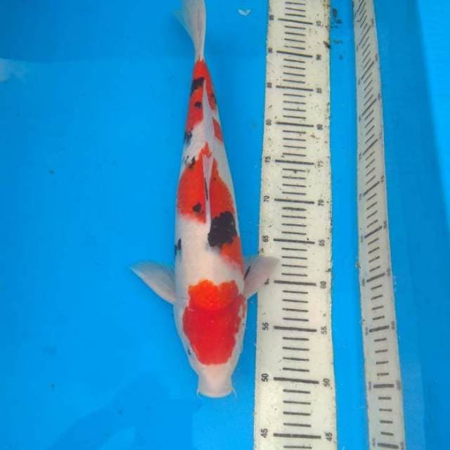 Sanke 46 cm