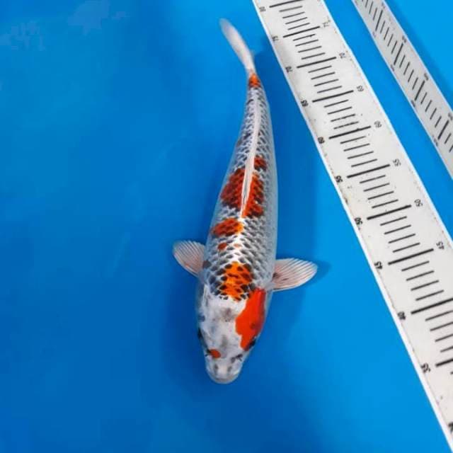 Lelang ulang kujaku
