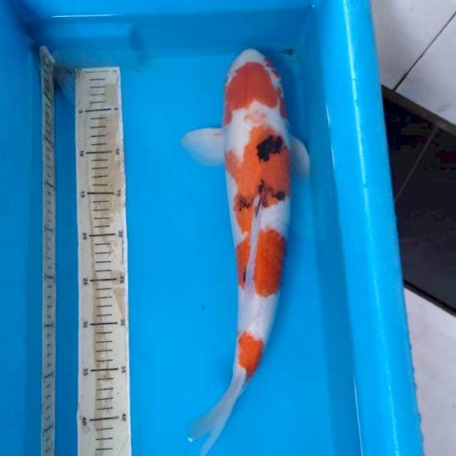 Sanke jantan tangguh