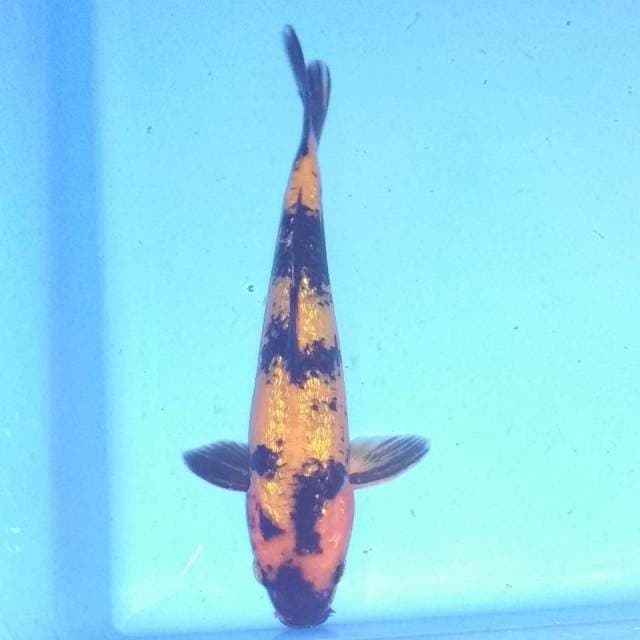 Utsuri ginrin 22cm