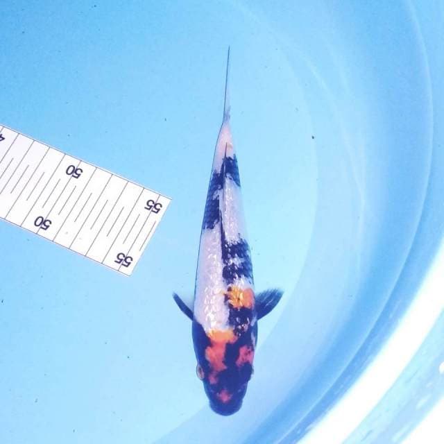 Ki showa ginrin 20cm