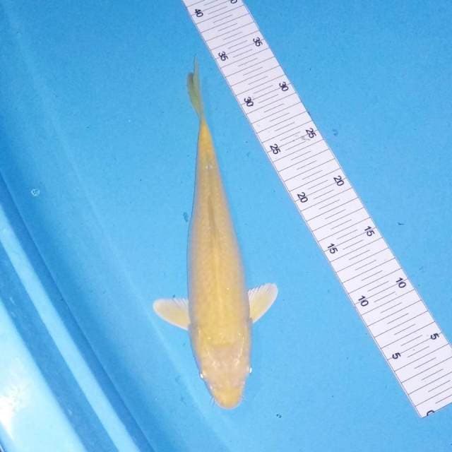 Karashi 30cm