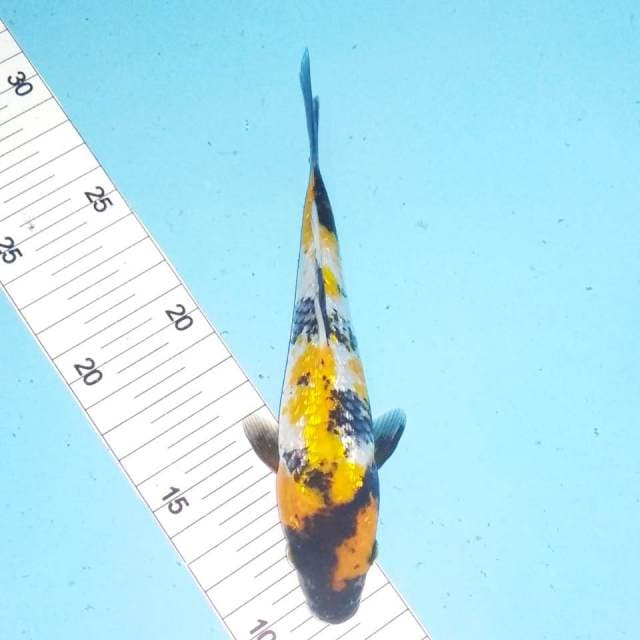 Ki showa ginrin 19cm