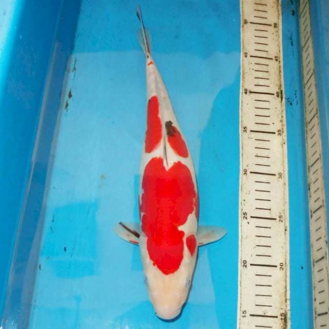 36cm doitsu