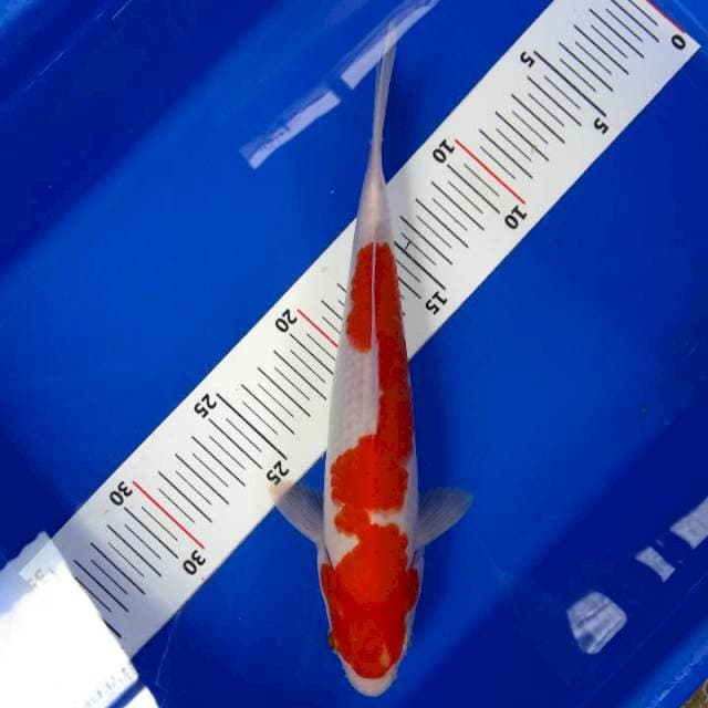 Kohaku