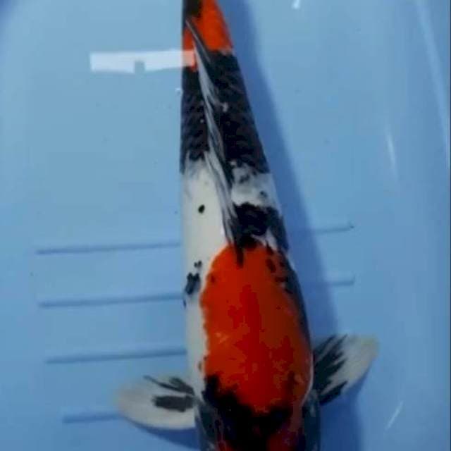 SHOWA PEDES 49 CM