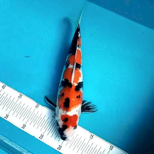 Showa Shansoku # 34cm