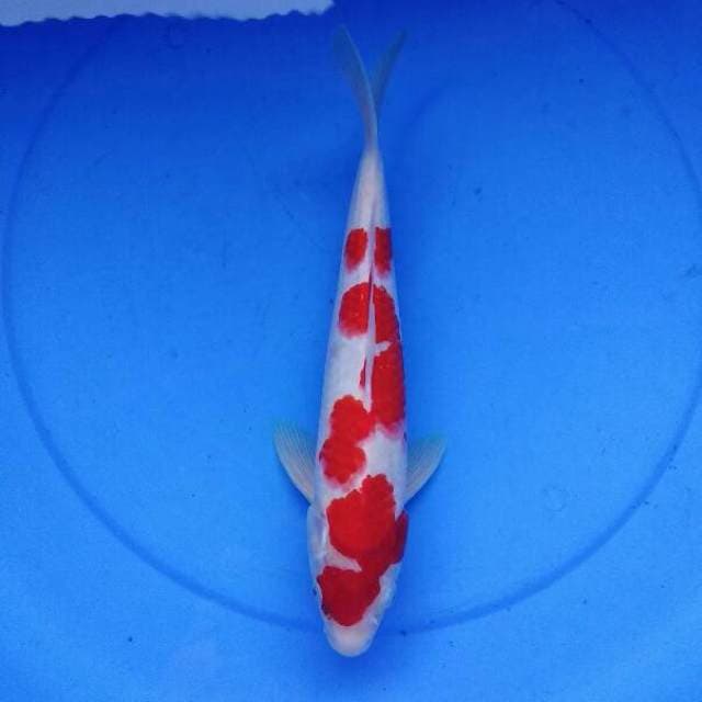 Red Blood - Kohaku Ciamik