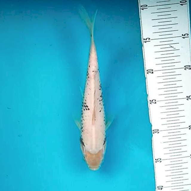 Matsukawabake # 26cm