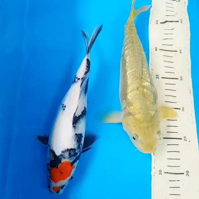 Short body 25-27cm