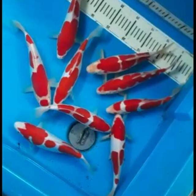 borongan 9ekor original 30bu warna asli